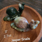 Large Jasper Snails