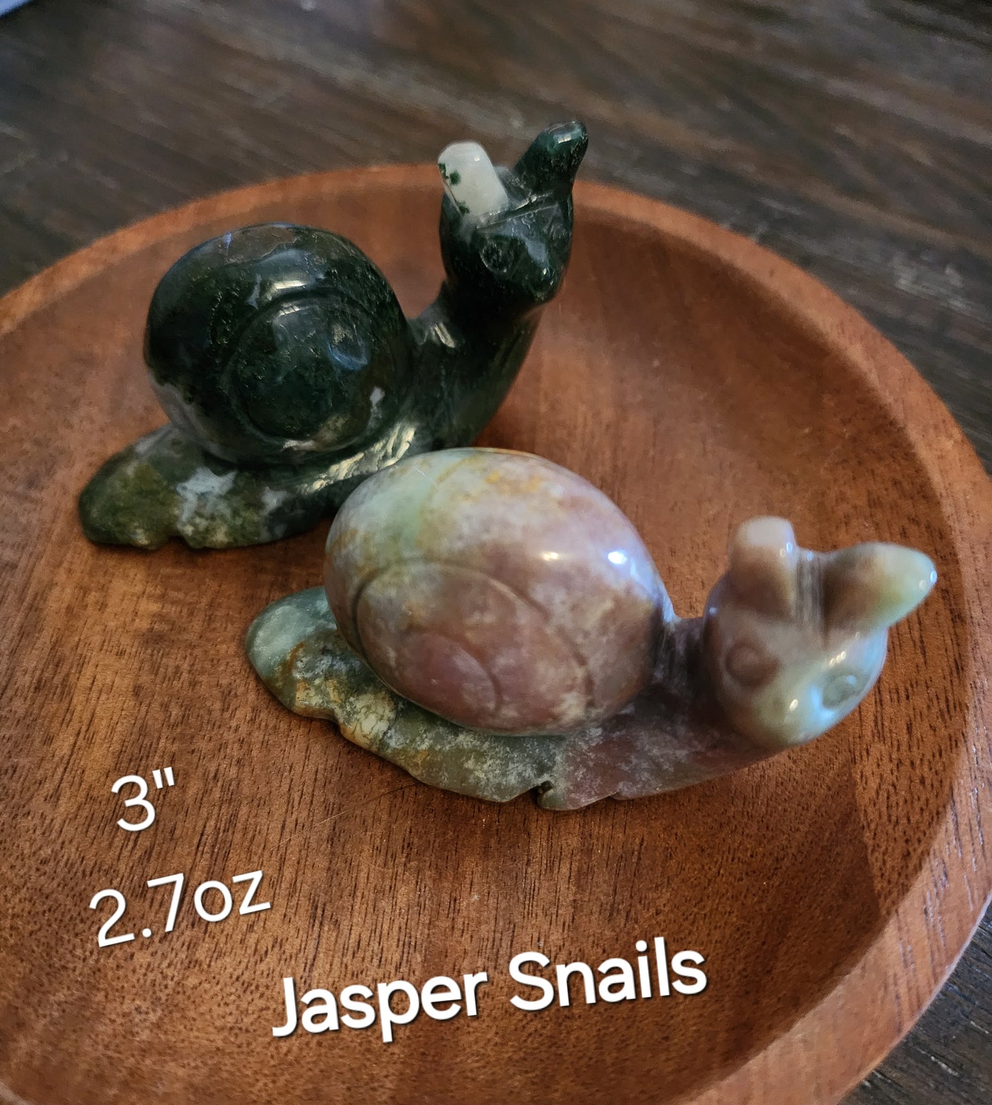 Large Jasper Snails