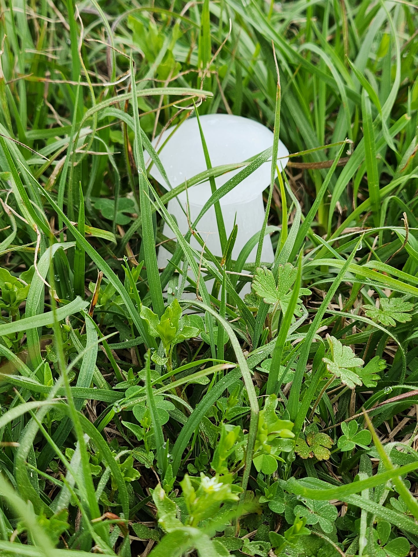 Selenite Mushroom